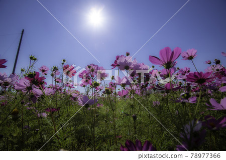 Cosmos and blue sky 78977366