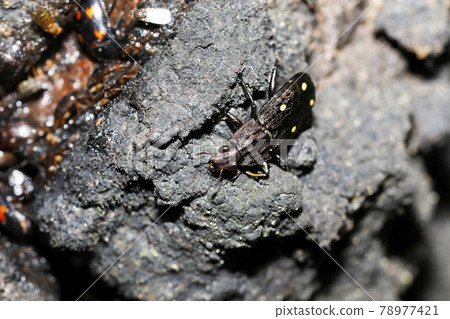 Yotsu Bosi Oki Sui Yotsu Bosi Oki Sui 78977421