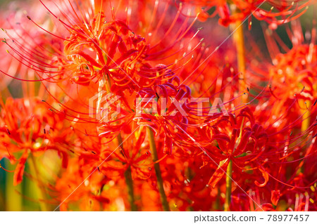 晨露和簇簇孤挺花[長野縣] 78977457