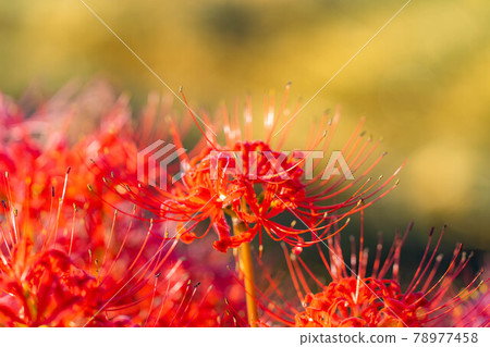 Morning dew and cluster amaryllis [Nagano Prefecture] 78977458