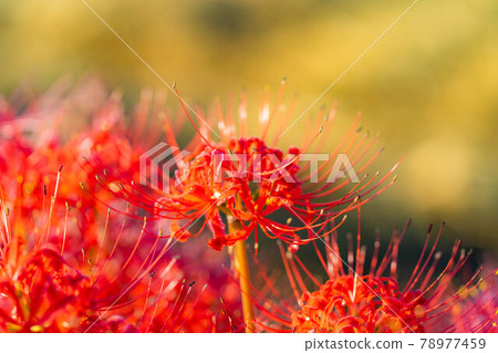 晨露和簇簇孤挺花[長野縣] 78977459