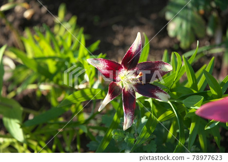 百合maculatum 78977623