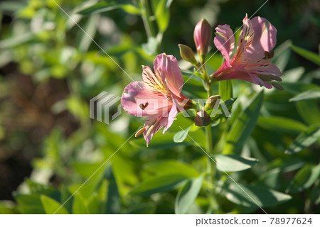 六出花【綠色背景】 78977624