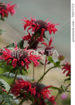 火紅的猩紅色蜂蠟花 火紅的猩紅色蜂蠟花 78977723