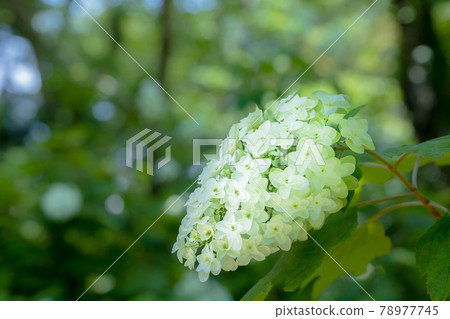 Hydrangea blooming brightly in the rainy season 78977745