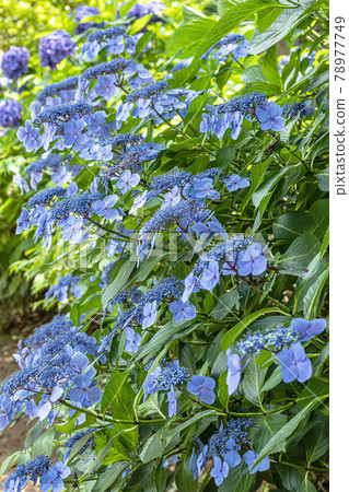 Hydrangea blooming brightly in the rainy season Hydrangea blooming brightly in the rainy season 78977749
