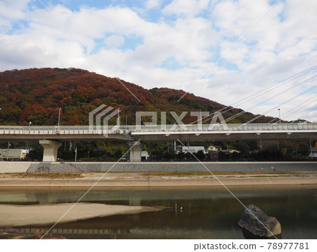 紅葉的小月山和稻川風光 78977781