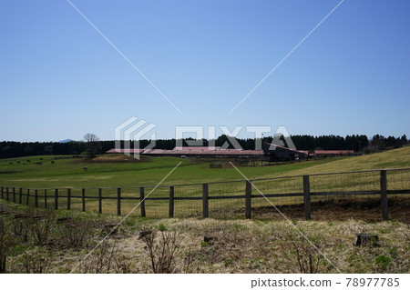 Koiwai farm in spring 78977785