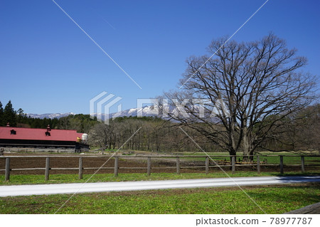 Koiwai farm in spring Koiwai farm in spring 78977787