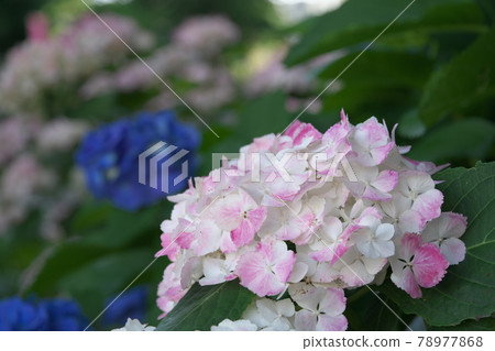繡球花【花背景】 繡球花【花背景】 78977868