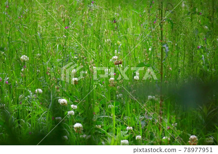 野草 野草 78977951
