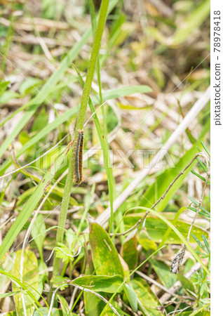 蕨菜莖上的食蛾幼蟲 78978418
