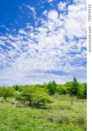 清爽的初夏山脈 78978419