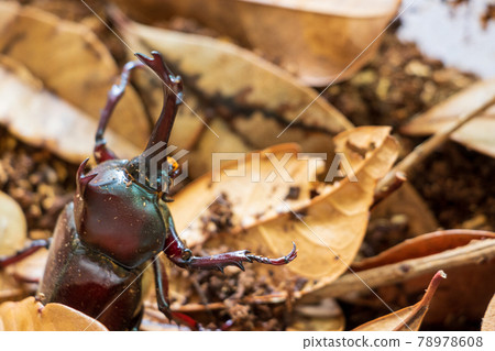 Male beetle standing on fallen leaves Male beetle standing on fallen leaves 78978608