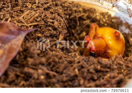 Male pupa of a beetle partially exposed from the soil Male pupa of a beetle partially exposed from the soil 78978611
