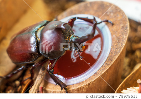 Male beetle eating jelly for food 78978613