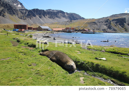 Scenery around the whaling base Grytviken (South Georgia Island) 78979085
