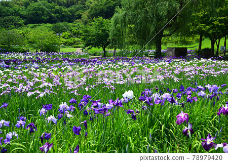 Yokosuka Iris Garden