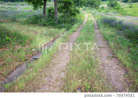 Uphill farm road 78979581