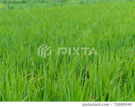 Rice field scenery in Japan Rice field scenery in Japan 78980040
