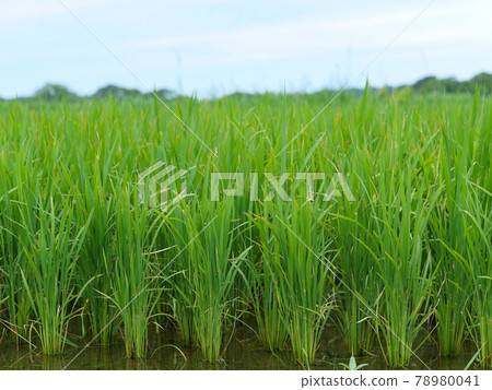 Rice field scenery in Japan Rice field scenery in Japan 78980041