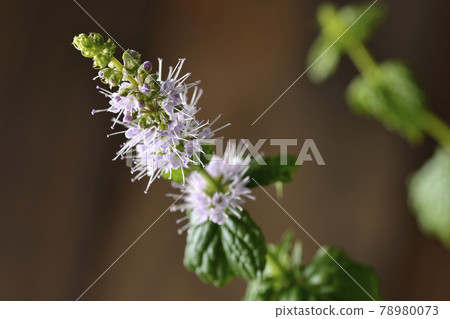 Spearmint Flower 78980073