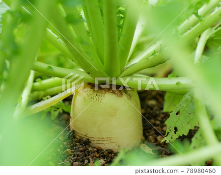 菜園裡的蘿蔔蘿蔔田 78980460