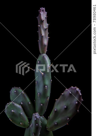 close up on pad of opuntia canterae cactus with beautiful studio lighting 78980461