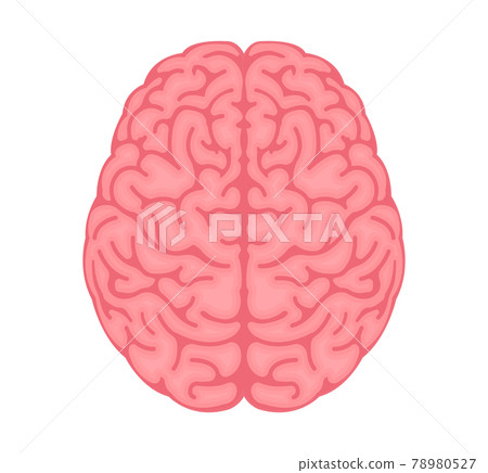 人腦(從上面看)向量圖 人腦(從上面看)向量圖 78980527