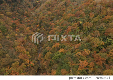 Autumn leaves of Roppongazawa in Nikko 78980871