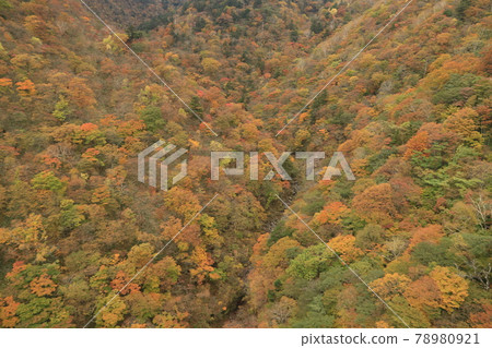 Autumn leaves of Roppongazawa in Nikko Autumn leaves of Roppongazawa in Nikko 78980921