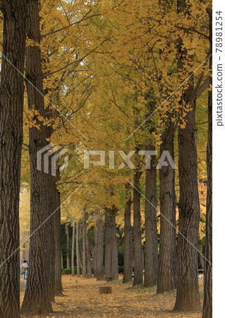 Yellow leaves of ginkgo trees in Science Expo Memorial Park 78981254