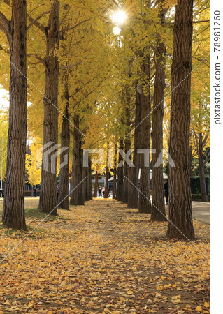 Yellow leaves of ginkgo trees in Science Expo Memorial Park Yellow leaves of ginkgo trees in Science Expo Memorial Park 78981260