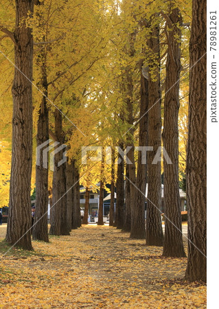 Yellow leaves of ginkgo trees in Science Expo Memorial Park Yellow leaves of ginkgo trees in Science Expo Memorial Park 78981261