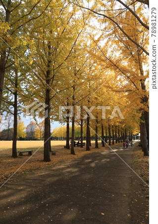 科博紀念公園銀杏樹黃葉 科博紀念公園銀杏樹黃葉 78981279
