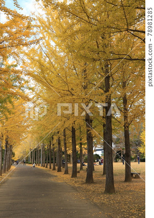 Yellow leaves of ginkgo trees in Science Expo Memorial Park 78981285