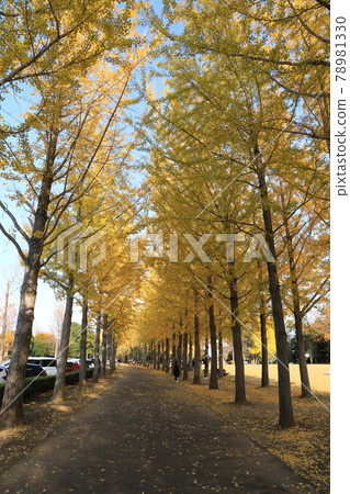 科博紀念公園銀杏樹黃葉 78981330