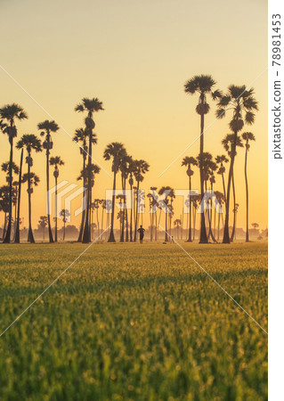 Sugar palm tree and Rice Feild at sunset in Thailand Sugar palm tree and Rice Feild at sunset in Thailand 78981453