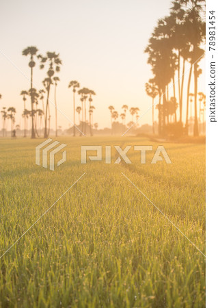 Sugar palm tree and Rice Feild at sunset in Thailand Sugar palm tree and Rice Feild at sunset in Thailand 78981454