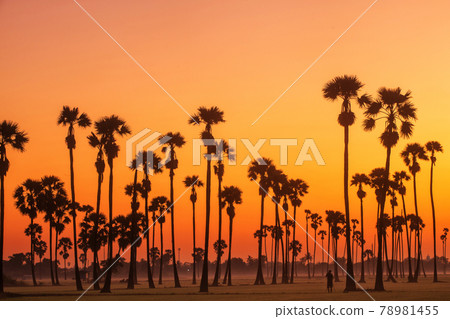 Silhouette of Sugar Palm tree and Rice Feild at Twilight sky in Thailand Silhouette of Sugar Palm tree and Rice Feild at Twilight sky in Thailand 78981455