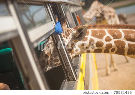 Giraffe Looking for food from a bus window in safari open zoo Giraffe Looking for food from a bus window in safari open zoo 78981456