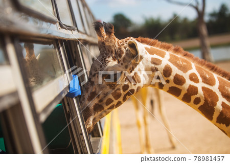 Giraffe Looking for food from a bus window in safari open zoo Giraffe Looking for food from a bus window in safari open zoo 78981457