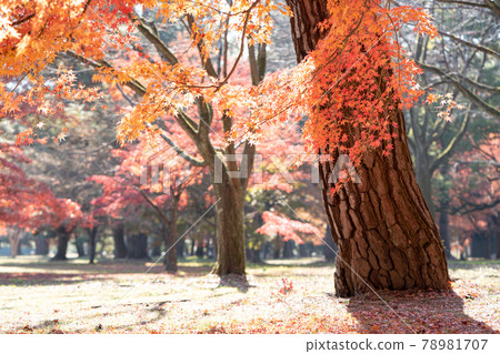 Image of autumn leaves Image of autumn leaves 78981707