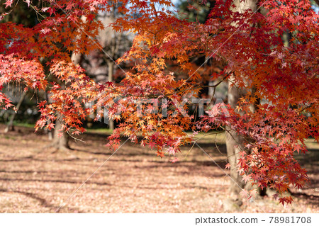 Image of autumn leaves Image of autumn leaves 78981708