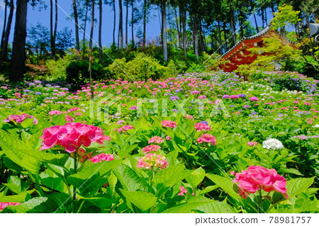 京都宇治的繡球寺三室寺 78981757