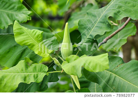 Magnolia. Ashey 芽 Magnolia. Ashey 芽 78982077