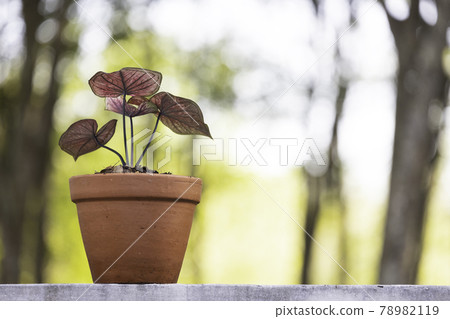 A caladium with heart-shaped red leaves is planted in a clay pot. 78982119