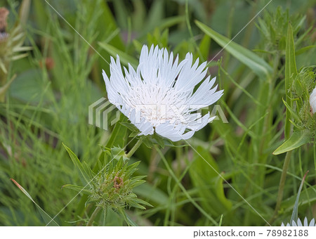 Stokesia petals Stokesia petals 78982188