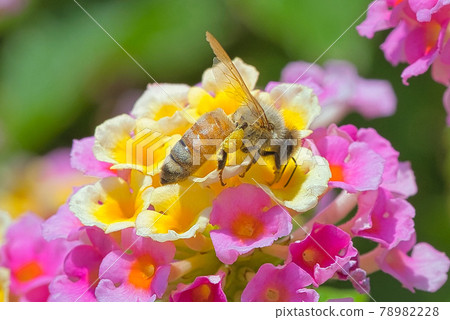 Western honey bee sticking to lantana petals Western honey bee sticking to lantana petals 78982228