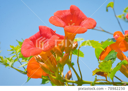 A petal of a novice kazura A petal of a novice kazura 78982230